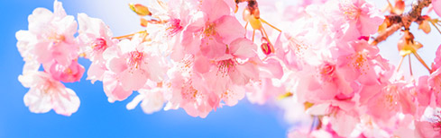 画像：桜